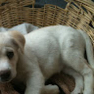 Meet your Posher, Ronan